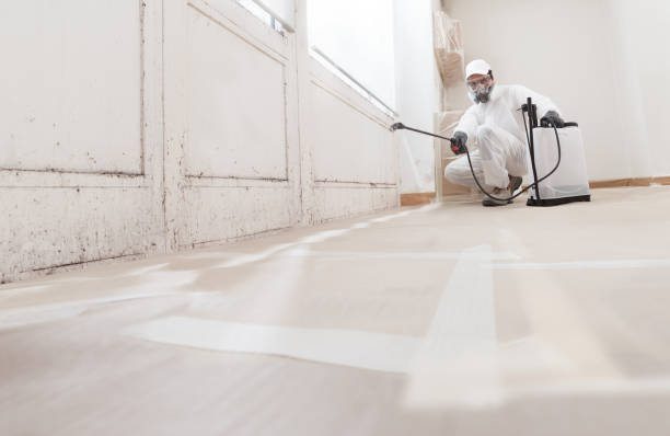 24/7 Emergency Attic Mold Removal experts in Puyallup, WA