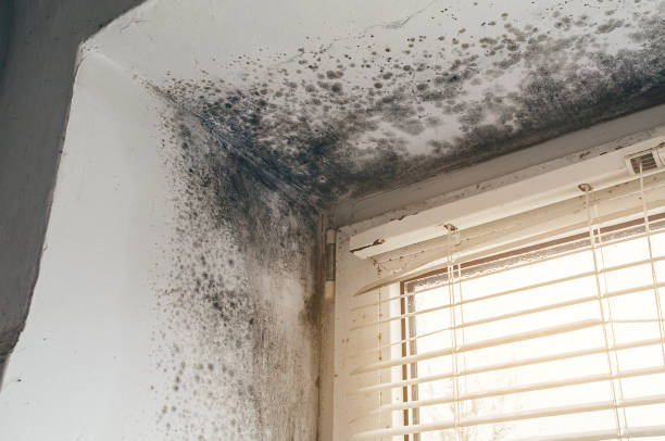 Affordable Basement Mold Removal solutions in Puyallup, WA