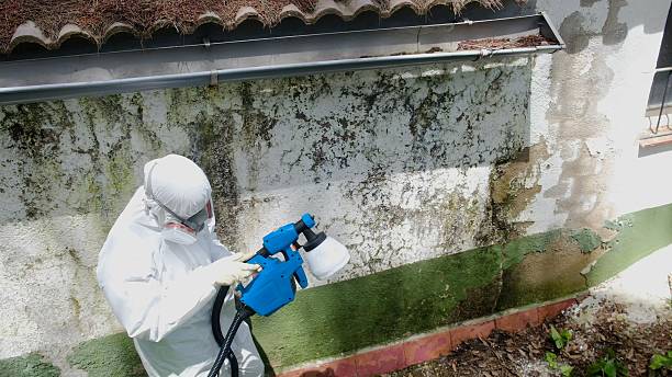 Top rated local Basement Mold Removal specialists in Puyallup, WA